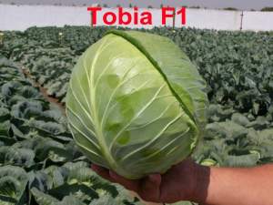 Капуста Тобия F1 2500 семян. (Seminis) Капуста Тобия F1 2500 семян. (Seminis)