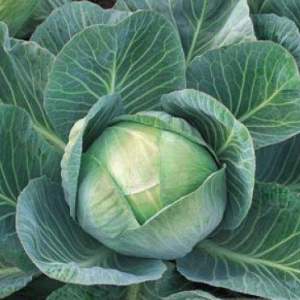 Капуста Аммон F1 2500 семян. (Seminis) Капуста Аммон F1 2500 семян. (Seminis)