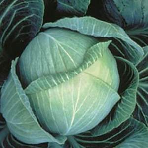 Капуста Галакси F1 2500 семян. (Seminis)
