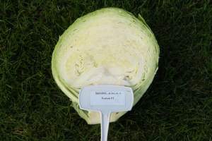 Капуста белокочанная Фуриос F1 2500 семян. (Seminis)