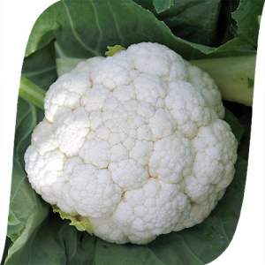 Капуста цветная, Фронтина F1  1000 семян. (Seminis)