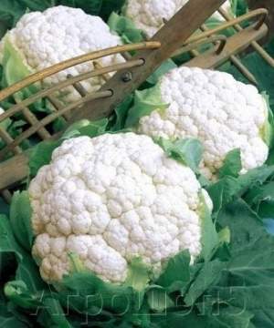 Капуста цветная Абене F1 2500 семян. (Seminis) Капуста цветная Абене F1 2500 семян. (Seminis)