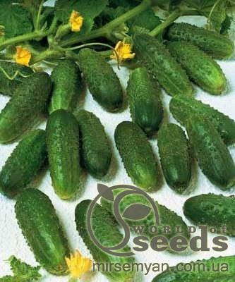 Огурец Маринда F1 1000 семян. (Seminis) Огурец Маринда F1 1000 семян. (Seminis)