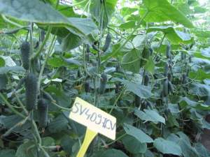 Огурец СВ 4097 F1 1000 семян. (Seminis) Огурец СВ 4097 F1 1000 семян. (Seminis)