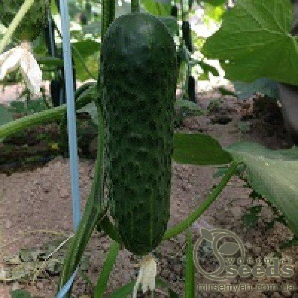 Огурец СВ 3506 F1 1000 семян. (Seminis) Огурец СВ 3506 F1 1000 семян. (Seminis)