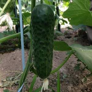 Огурец СВ 3506 F1 1000 семян. (Seminis) Огурец СВ 3506 F1 1000 семян. (Seminis)