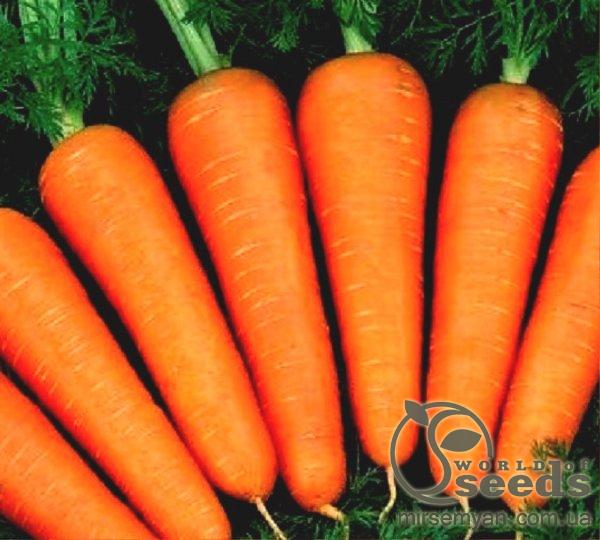 Морковь Абако F1 (1,4-1,6мм) 1 000 000 семян. (Seminis) Морковь Абако F1 (1,4-1,6мм) 1 000 000 семян. (Seminis)