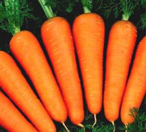 Морковь Абако F1 (1,8-2.0мм) 1 000 000н SEMINIS