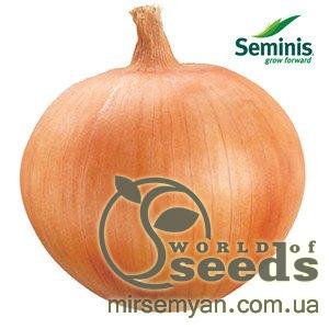 Лук Замбезы F1 250 000 семян. (Seminis) Лук Замбезы F1 250 000 семян. (Seminis)