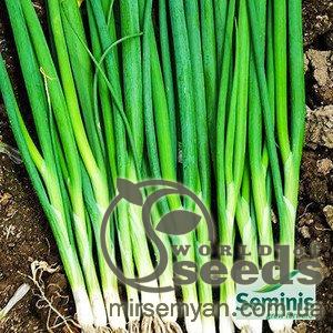 Лук Байя Верде F1 100 000 семян. (Seminis) Лук Байя Верде F1 100 000 семян. (Seminis)