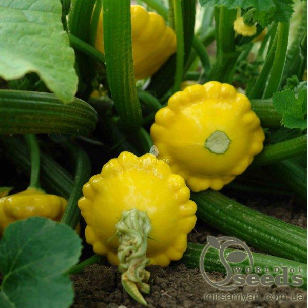 Патисон Санни Делайт 100 cемян. (Seminis) Патисон Санни Делайт 100 cемян. (Seminis)