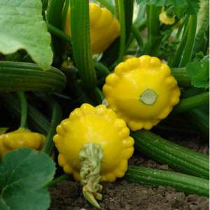 Патисон Санни Делайт 100 cемян. (Seminis) Патисон Санни Делайт 100 cемян. (Seminis)