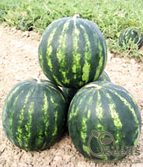 Арбуз Бонта F1 1000 семян. (Seminis) Арбуз Бонта F1 1000 семян. (Seminis)