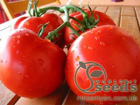 Помидоры Таня F1 1000 семян. (Seminis) Помидоры Таня F1 1000 семян. (Seminis)