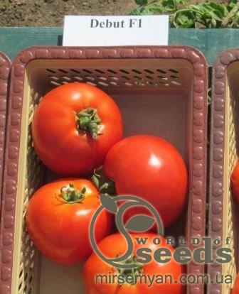Помидоры Дебют F1 1000 семян. (Seminis) Помидоры Дебют F1 1000 семян. (Seminis)