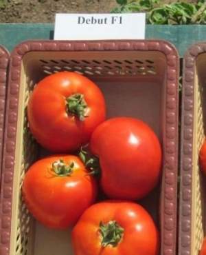 Помидоры Дебют F1 1000 семян. (Seminis)