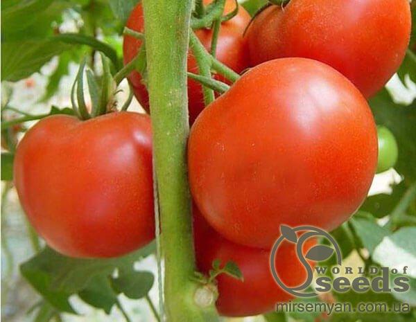 Помидоры Флорида 47 F1 1000 семян. (Seminis) Помидоры Флорида 47 F1 1000 семян. (Seminis)