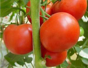 Помидоры Флорида 47 F1 1000 семян. (Seminis) Помидоры Флорида 47 F1 1000 семян. (Seminis)