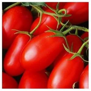 Помидоры Хайпил F1 1000 семян. (Seminis) Помидоры Хайпил F1 1000 семян. (Seminis)