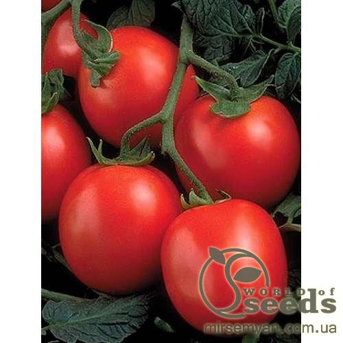 Помидоры Перефектпил F1 25 000 семян. (Seminis) Помидоры Перефектпил F1 25 000 семян. (Seminis)