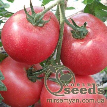 Томат Пандароза F1 500 семян. (Seminis) Томат Пандароза F1 500 семян. (Seminis)