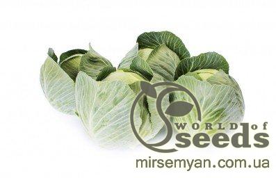 Капуста Флексима F1 (калибр.) 1000 семян. (Rijk Zwaan) Капуста Флексима F1 (калибр.) 1000 семян. (Rijk Zwaan)