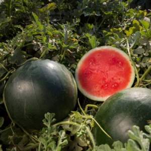 Арбуз Титания F1 1000 семян. (Rijk Zwaan) Арбуз Титания F1 1000 семян. (Rijk Zwaan)