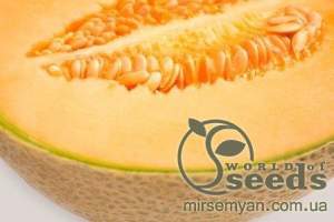 Дыня Карибиан Кинг F1 100 семян. (Rijk Zwaan)