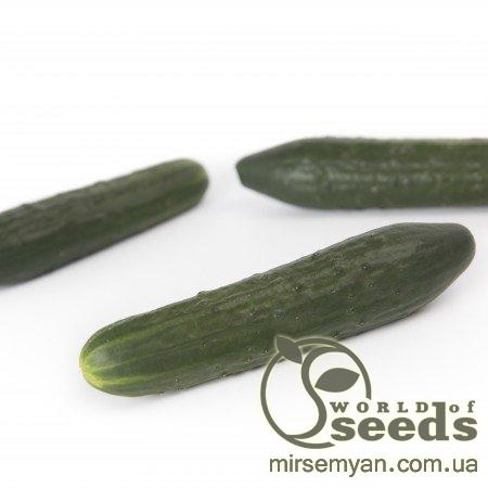 Огурец Святогор F1 1000 семян. (Rijk Zwaan) Огурец Святогор F1 1000 семян. (Rijk Zwaan)
