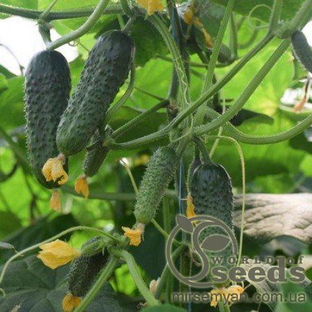 Огурец Кантара F1 1000 семян. (Rijk Zwaan) Огурец Кантара F1 1000 семян. (Rijk Zwaan)