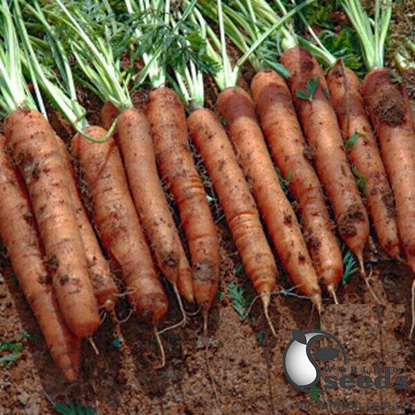 Морковь Джерада F1 (1,6-1,8мм), 100 000 семян. (Rijk Zwaan) Морковь Джерада F1 (1,6-1,8мм), 100 000 семян. (Rijk Zwaan)
