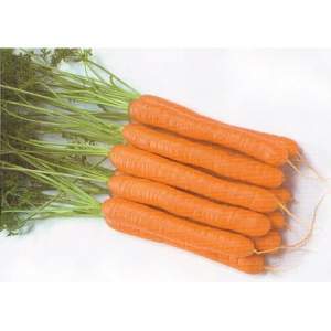 Морковь Морелия F1 (1,6-1,8мм) 25 000 семян. (Rijk Zwaan) Морковь Морелия F1 (1,6-1,8мм) 25 000 семян. (Rijk Zwaan)