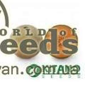 Дыня KS 55 F1, 1000 семян. (Kitano) Дыня KS 55 F1, 1000 семян. (Kitano)