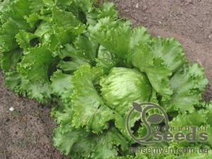 Салат Лугано 5000 драж/сем. (Rijk Zwaan)