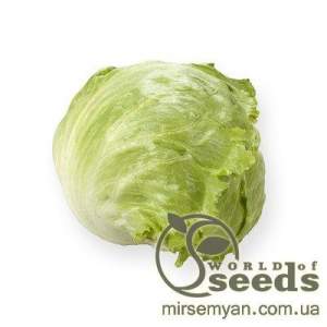 Салат Платинас 5000 семян. (Rijk Zwaan)