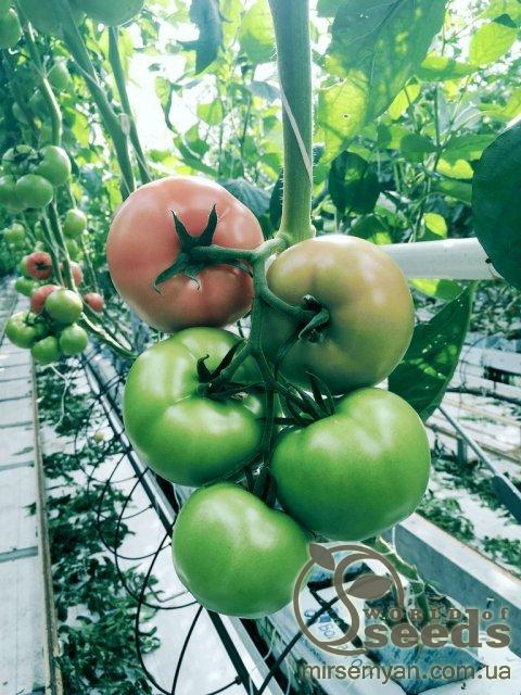 Томат индет. Мэй Шуай F1 1000 семян. (Seminis) Томат индет. Мэй Шуай F1 1000 семян. (Seminis)
