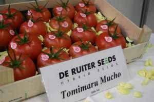 Томат «Томимару Мучо» F1 1000 семян,  De Ruiter