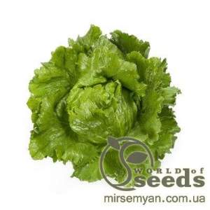 Салат Сантаринас 5000 семян. (Rijk Zwaan) Салат Сантаринас 5000 семян. (Rijk Zwaan)