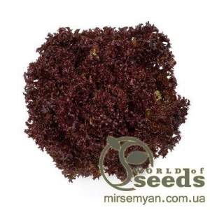 Салат Кармеси 5000 сем/драж.(Rijk Zwaan) Салат Кармеси 5000 сем/драж.(Rijk Zwaan)