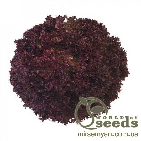 Салат Конкорд F1 1000 семян. (Rijk Zwaan) Салат Конкорд F1 1000 семян. (Rijk Zwaan)