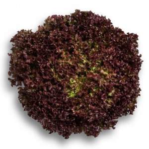 Салат Уилбур 1000 драж.сем. (Rijk Zwaan) Салат Уилбур 1000 драж.сем. (Rijk Zwaan)