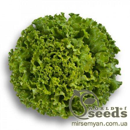 Салат Патишн (3,00-3,5) 1000 семян. (Rijk Zwaan) Салат Патишн (3,00-3,5) 1000 семян. (Rijk Zwaan)