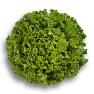 Салат Патишн (3,00-3,5) 1000 семян. (Rijk Zwaan)