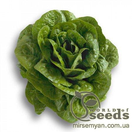 Салат ромен Клаудиус 5000 семян. (Rijk Zwaan) Салат ромен Клаудиус 5000 семян. (Rijk Zwaan)