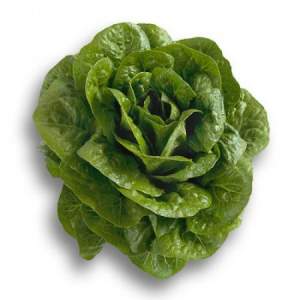 Салат ромен Клаудиус 5000 семян. (Rijk Zwaan) Салат ромен Клаудиус 5000 семян. (Rijk Zwaan)