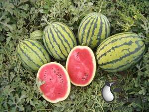 Арбуз Бедуин F1 200 семян. (Bejo) Арбуз Бедуин F1 200 семян. (Bejo)