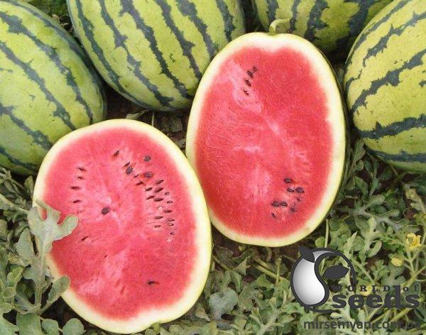 Арбуз Бедуин F1 200 семян. (Bejo) Арбуз Бедуин F1 200 семян. (Bejo)