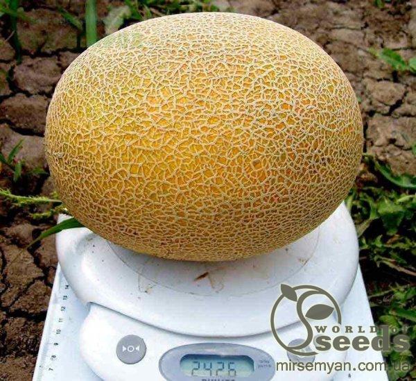 Дыня Карамель 1000 семян. (Сlause) Дыня Карамель 1000 семян. (Сlause)