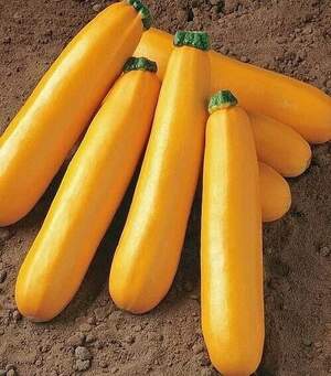 Кабачок Санлайт F1 1000 семян. (Clause) Кабачок Санлайт F1 1000 семян. (Clause)