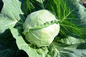 Капуста Престар F1 2500 семян. (Takii Seeds) Капуста Престар F1 2500 семян. (Takii Seeds)